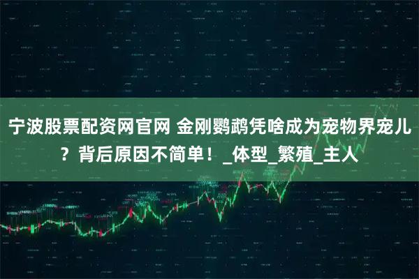 宁波股票配资网官网 金刚鹦鹉凭啥成为宠物界宠儿？背后原因不简单！_体型_繁殖_主人